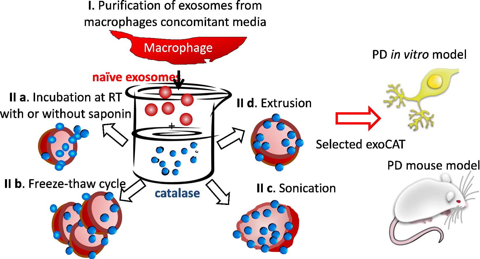 Exosomes as drug delivery vehicles for Parkinson’s disease therapy.